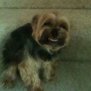 King Scooty Booty's avatar