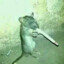 swamp rat