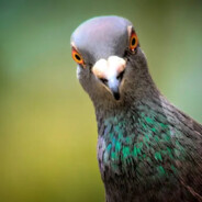 Pigeonnukem
