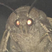 Moth