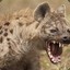 HYENA