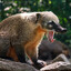 Quati_Matador