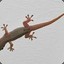 Common House Gecko