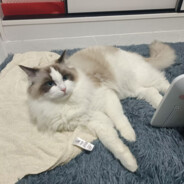 嗯，鸟狙？玩一下