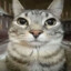 Gato