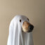 Ghostdog