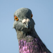 PhilipThePigeon