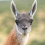 -GUANACO-