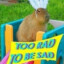 a capybara