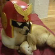 Captain Dog