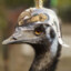 Dragonborn emu