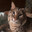 Jabobcat