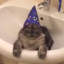 Certified Wizard Cat
