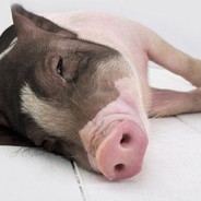 猪不吃滴是湿垃圾