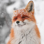 Foxxxy UwU