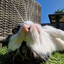 KattenPootje