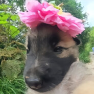 抖音悲伤抑郁小狗