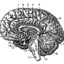 Sine Cerebellum