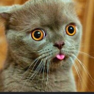 яОПАСНЫЙ кот CУКА