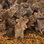 random mouse event