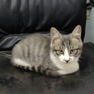 Wild_野生橘白猫