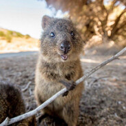 quokka quassano