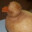 Pato