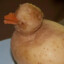 Pato