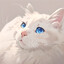 我的猫叫阿诺