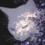 ❀Purku❀