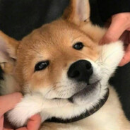 翻斗花园突击手小图图