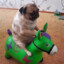 Perro chucho