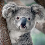 Turbo Koala