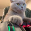 Кибер Кот