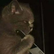 这条gai最靓的仔