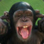 Gilgaj Szympansa