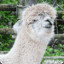 FuzzyLlama