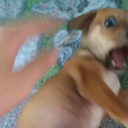 义和团终身名誉股东