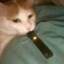 SheepTheCat
