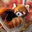 RedPanduh