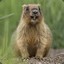 Marmot