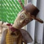 WOODY DOIDACO