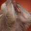 monkey