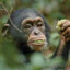 Pimp The Chimp