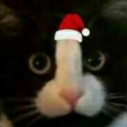 圣诞极霸猫