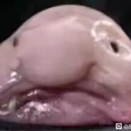 太平洋潜水冠军