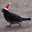 santa bode