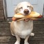 hatdoggo
