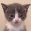 PeetleFeetle