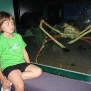 Gedvo F11520D135kw2011